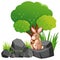 Brown rabbit on the rock