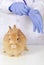 Brown rabbit sit on table for health check up by Veterinarian doctor at medical clinic