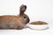 A brown rabbit sits near a plate of compound feed. A balanced diet food for the rabbit. On a white background with a place for