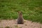 Brown rabbit sits on sand besides a green lawn