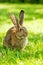 Brown rabbit sitting in grass