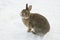 Brown rabbit in snow