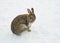 Brown rabbit in snow cleaning his paw