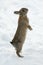 Brown rabbit standing on his backfeet in snow