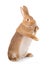 Brown rabbit stands on its hind legs on a white