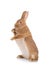 Brown rabbit stands on its hind legs on a white