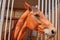 Brown race horse head - profile view, close-up