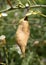 Brown radish seed pod on branch or twig almost ready to pop open.