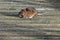 Brown rat eating discarded duck food