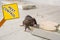 Brown rat gnawing baseboard and warning sign Pest Control