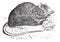 Brown rat Mus Decumanus or common rat, vintage engraving