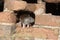 Brown rat, Rattus norvegicus