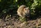 A Brown Rat, Rattus norvegicus, foraging for food on the bank at the edge of a lake in the UK.