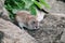 Brown rat sitting on a stones with green nettle in background