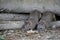 Brown Rats nesting in some old logs