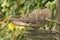 Brown rats, Rattus norvegicus, eating sunflower seeds from bird feeders