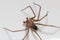 Brown Recluse