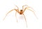 Brown recluse spider