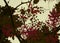 Brown and red blossom print on cream background