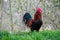 Brown-red Marans rooster with beautiful feathers stands on a green meadow, side view, rooster looks to the left, in the