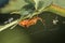 A brown red orange coloured soft-bodied beetle hangs on a stem of a plant in the garden in the wild, Germany