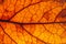 Brown, red and orange leaf rugged surface structure extreme macro closeup photo