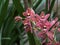 Brown and Red Orchid (Hybrid Cymbidium)