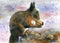 Brown and red squirrel eating a walnut. Watercolor illustration