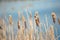 Brown reed cattail in blue lake