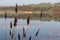 Brown reeds in foreground with reflective lake in background in Ireland