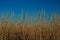 Brown reeds stretching towards the sky