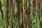 Brown reeds in the sun - Close-up