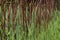 Brown reeds in the sun - Front view and outdoor