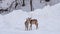 Brown Reindeer With Winter Landscape