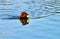 Brown retriever dog getting yellow ball in water swimming