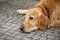 Brown retriever dog lying on the pavement looking sad