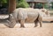 Brown rhinoceros
