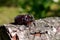Brown rhinoceros beetle crawling on wood