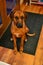 Brown Rhodesian Ridgeback puppy dog