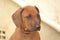 Brown rhodesian ridgeback puppy - Portrait