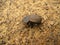 Brown ribbed beetle on sand ground in Swaziland