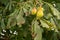 Brown ripe chestnut is still hanging from a chestnut tree whose leaves have been damaged by the miner moth