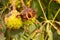 Brown ripe chestnut is still hanging from a chestnut tree whose leaves have been damaged by the miner moth