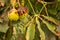 brown ripe chestnut is still hanging from a chestnut tree whose leaves have been damaged by the miner moth