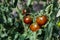 Brown ripe tomatoes in garden