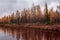 Brown river slow flowing across the brown and yellow forest with reflections of pines and trees in the water. Autumn on the north