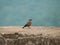 Brown Rock Chat Bird Sitting on Old Fort-India