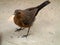 The brown rock chat or Indian chat Oenanthe fusca is a bird in the chat Saxicolinae subfamily and is found mainly in northern