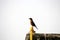 Brown rock chat or Indian Chat (Oenanthe fusca) on a lookout pole : (pix Sanjiv Shukla)