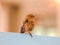 Brown rock chat sitting a roof top